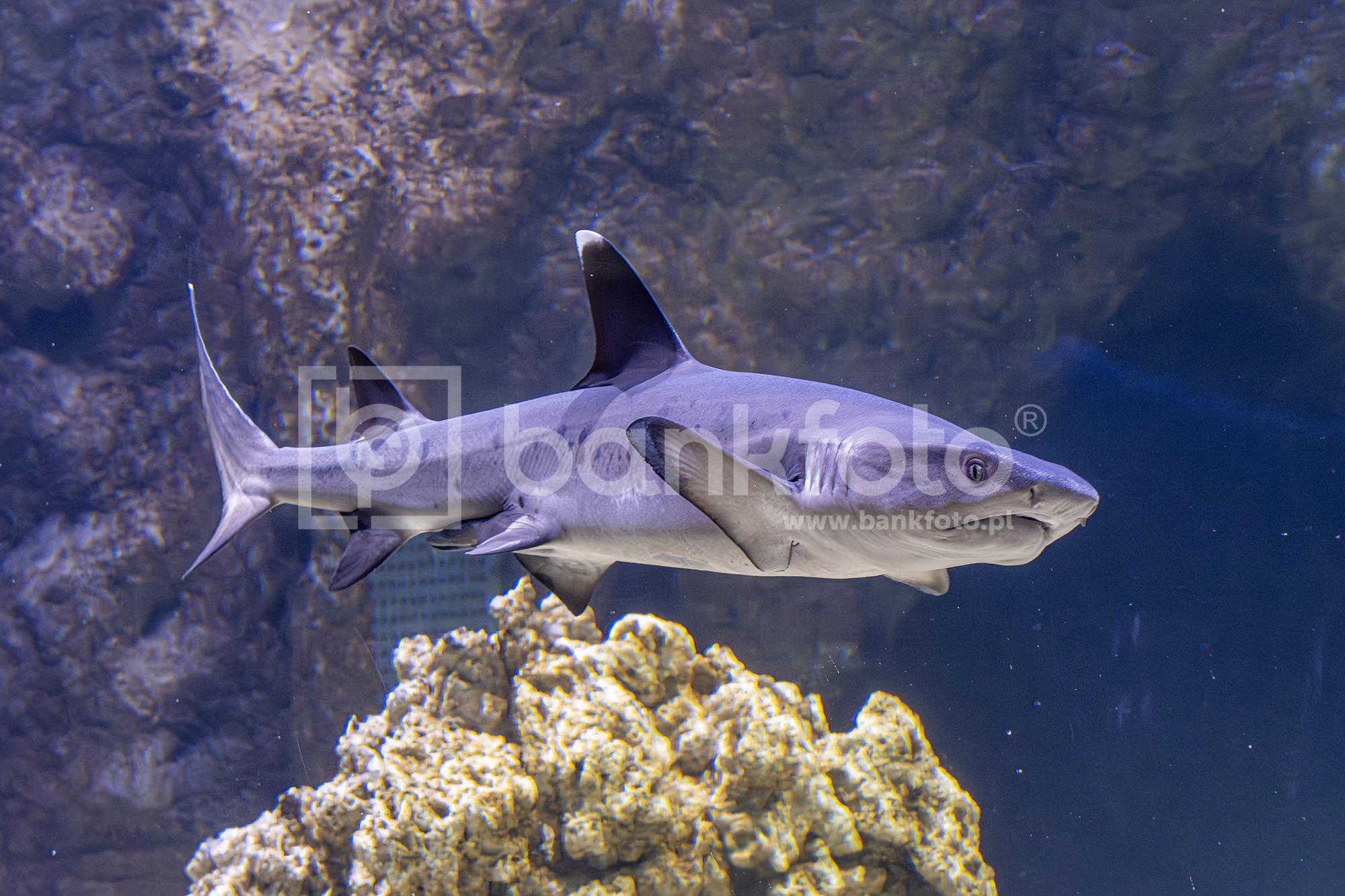 ZOO Opole