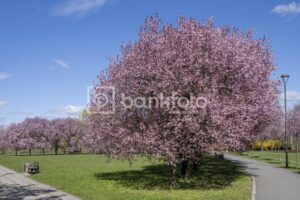 Park na osiedlu AK w Opolu