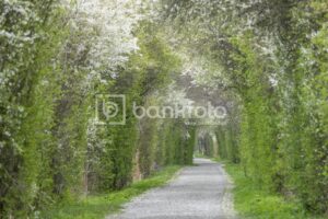 Dębowa akwen - tunel kwiatowy